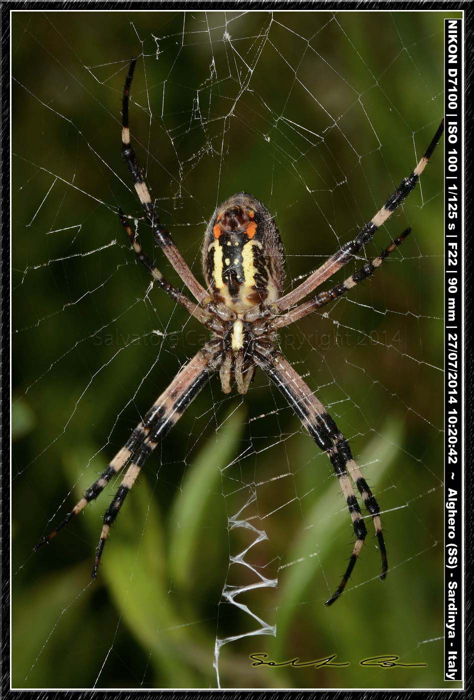 Argiope bruennichi